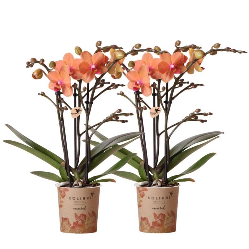 Kolibri Orchids Combi Deal von 2 Orange Phalaenopsis Orchideen Bozen Topfgröße 9cm von Kolibri
