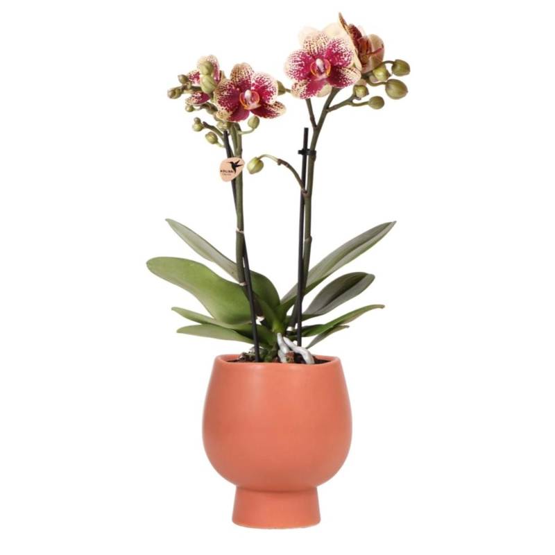 Kolibri Orchids Gelbe Rote Phalaenopsis Orchidee Spanien & Scandic Ziertopf Terrakotta Topfgröße 9cm 45cm Hoch von Kolibri