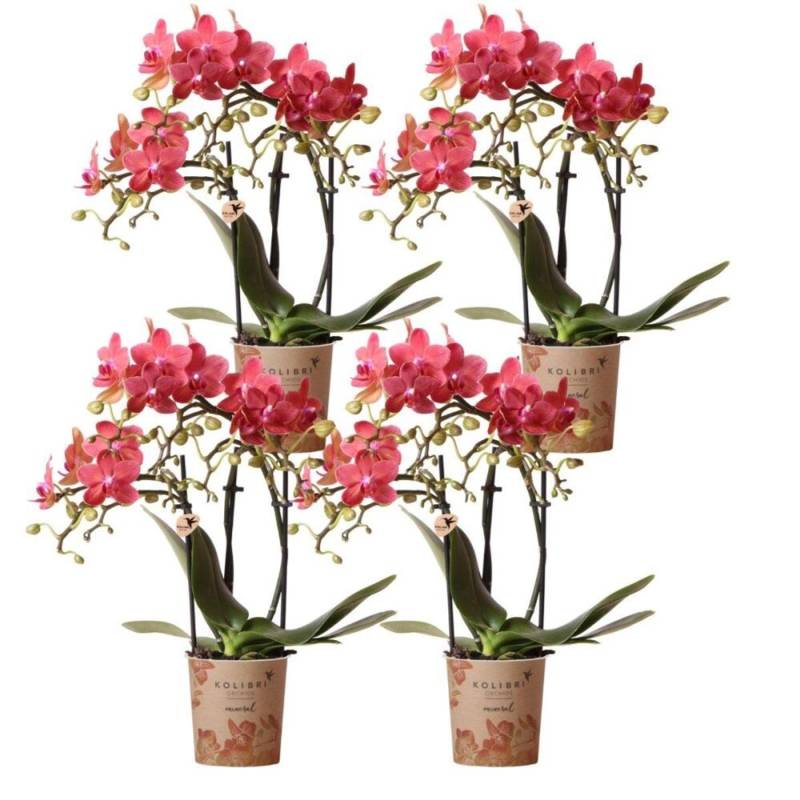 Kolibri Orchids Kombideal 4 Rote Phalaenopsis Orchideen Kongo Topfgröße 9cm Blühende Zimmerpflanze von Kolibri