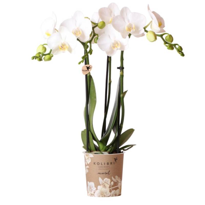 Kolibri Orchids Weiße Phalaenopsis Orchidee Amabilis Topfgröße 9cm von Kolibri