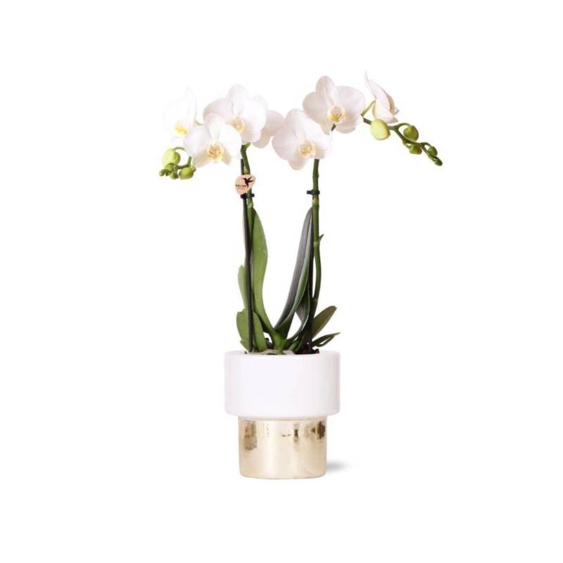 Kolibri Orchids Weiße Phalaenopsis Orchidee Amabilis & Elite Topf Gold Topfgröße 9cm 35cm Hoch von Kolibri