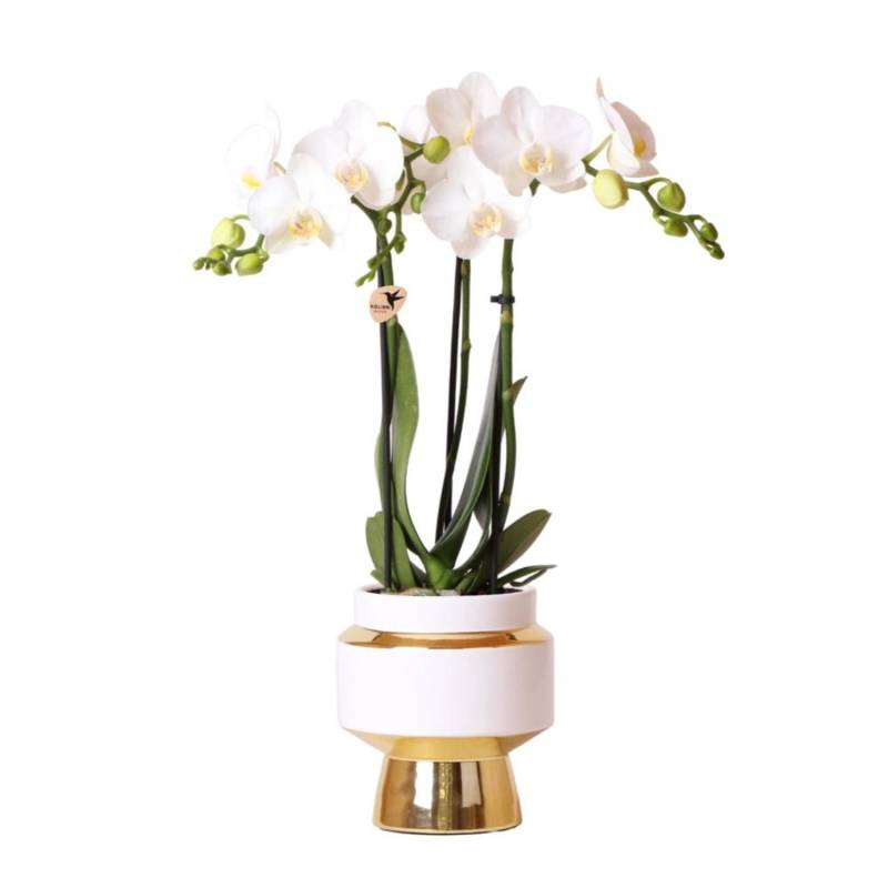 Kolibri Orchids Weiße Phalaenopsis Orchidee Amabilis & Le Chic Dekorativer Topf Gold Topfgröße 9cm 40cm Hoch von Kolibri