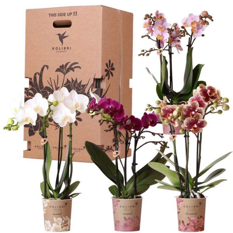Kolibri Überraschungsbox Mix Pflanzen Vorteilsbox Überraschungsbox mit 4 Verschiedenen Orchideen von Kolibri