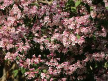 Perlmuttstrauch 'Pink Cloud', 10-20 cm, Kolkwitzia amabilis 'Pink Cloud', Topfware Perlmuttstrauch 'Pink Cloud', 10-20 cm, Kolkwitzia amabilis 'Pink Cloud', Topfware von Kolkwitzia amabilis 'Pink Cloud'