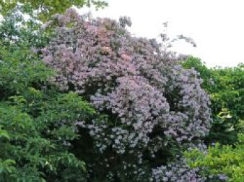 Perlmuttstrauch / Kolkwitzie, 15-20 cm, Kolkwitzia amabilis, Topfware von Kolkwitzia amabilis