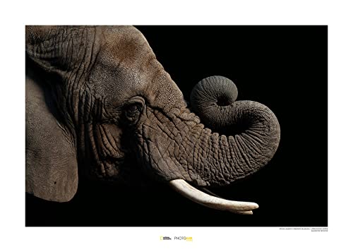 Komar African Elephant - Größe: 70 x 50 cm, Wandbild, Poster, Kunstdruck (ohne Rahmen), National Geographic von Komar
