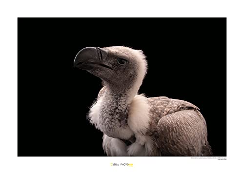 Komar African White-backed Vulture - Größe: 70 x 50 cm, Wandbild, Poster, Kunstdruck (ohne Rahmen), National Geographic von Komar