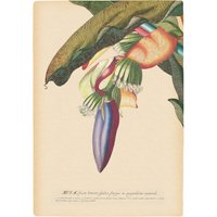 Komar Bild "Banana Heart", Natur, (1 St.), Wandbild zur Dekoration - ohne Rahmen von Komar