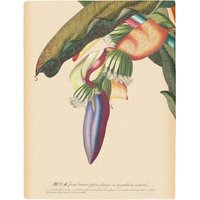 Komar Bild "Banana Heart" Natur 1 Stk. tlg. Wandbild zur Dekoration - ohne Rahmen von Komar