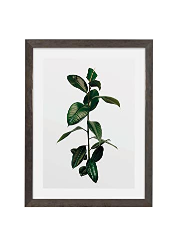 Komar Bilderrahmen Holz Stone Grey mit Art Poster Elastica Leaf als Set - Größe: 30x40 cm - Wandbild, Dekoration, Pflanze von Komar