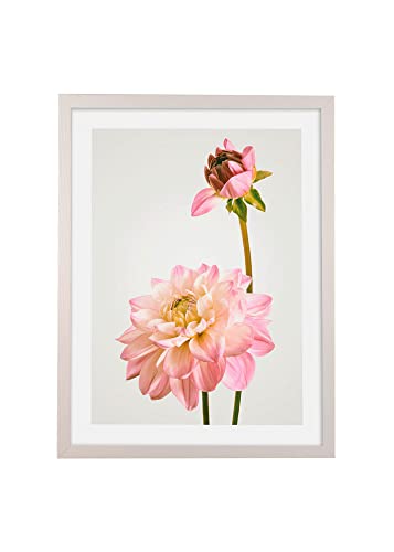 Komar Bilderrahmen Holz White mit Art Poster Dahlia als Set - Größe: 30x40 cm - Wandbild, Dekoration, Blume von Komar