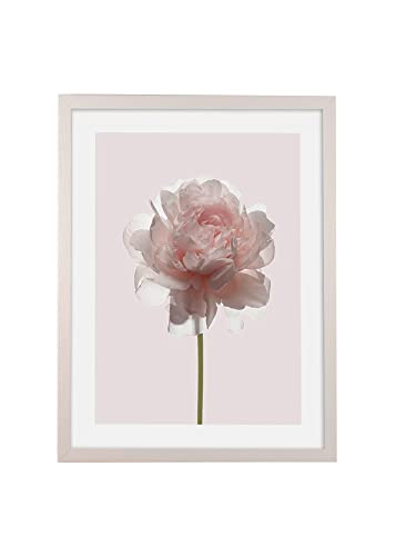 Komar Bilderrahmen Holz White mit Art Poster Rose als Set - Größe: 30x40 cm - Wandbild, Dekoration, Blume von Komar