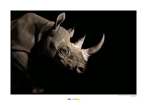 Komar Black Rhinoceros - Größe: 70 x 50 cm, Wandbild, Poster, Kunstdruck (ohne Rahmen), National Geographic von Komar