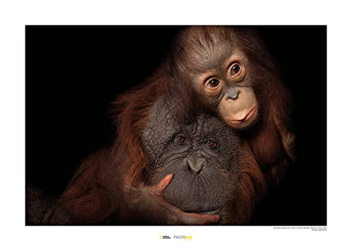 Komar Bornean Orangutan - Größe: 70 x 50 cm, Wandbild, Poster, Kunstdruck (ohne Rahmen), National Geographic von Komar