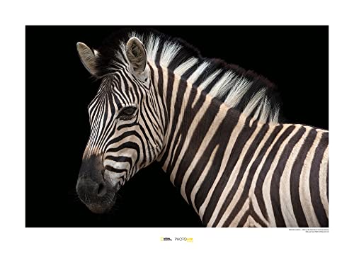 Komar Damara Zebra - Größe: 70 x 50 cm, Wandbild, Poster, Kunstdruck (ohne Rahmen), National Geographic von Komar