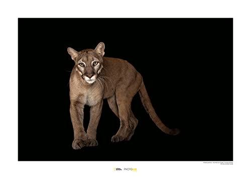 Komar Florida Panther - Größe: 70 x 50 cm, Wandbild, Poster, Kunstdruck (ohne Rahmen), National Geographic von Komar