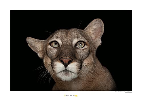 Komar Florida Panther Portrait - Größe: 70 x 50 cm, Wandbild, Poster, Kunstdruck (ohne Rahmen), National Geographic von Komar