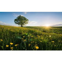Komar Fototapete Frühling auf dem Land B/L: ca. 450x280 cm von Komar