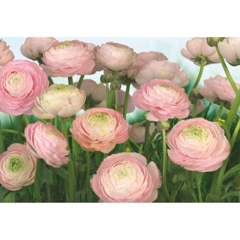 Komar Fototapete Gentle Rose 368 cm x 254 cm FSC® von Komar
