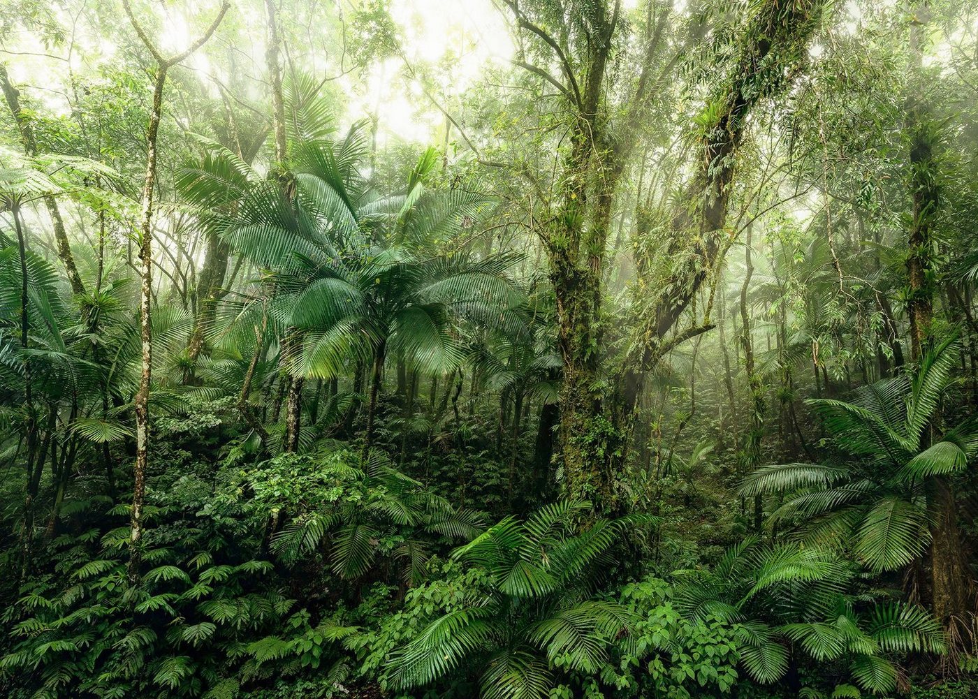 Komar Vliestapete Digitaldruck Vlies - Mindfulness - Größe 350 x 250 cm, glatt, bedruckt, Wohnzimmer, Schlafzimmer Komar Vliestapete Digitaldruck Vlies - Mindfulness - Größe 350 x 250 cm, glatt, bedruckt, Wohnzimmer, Schlafzimmer von Komar