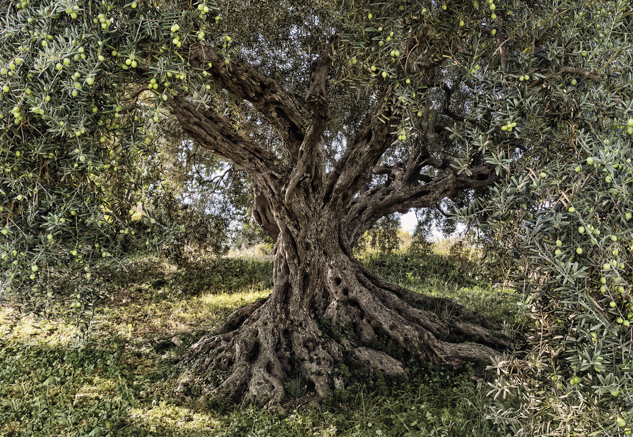 Komar Fototapete Olive Tree 368 x 254 cm von Komar