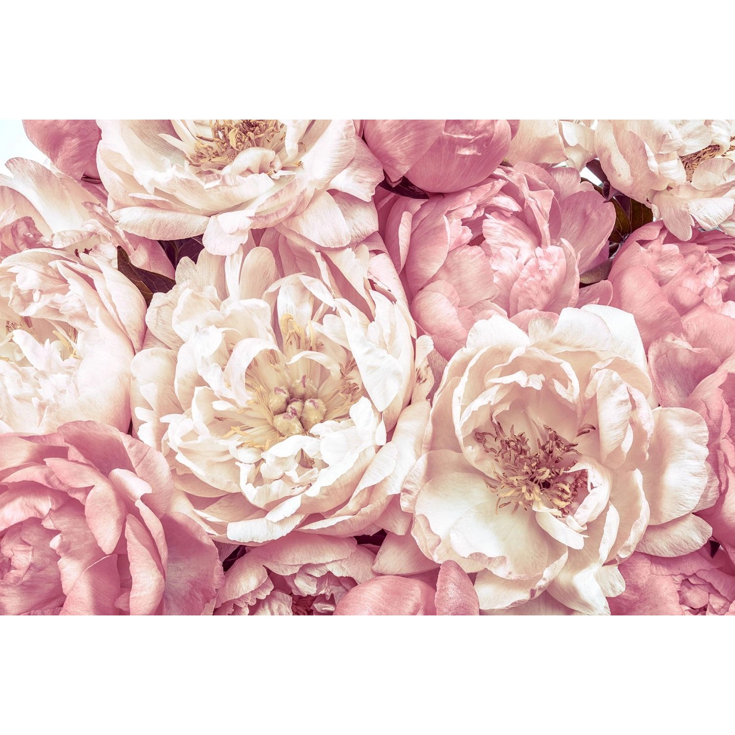Komar Fototapete Peonies Rosa 368 x 248 cm 611145 Komar Fototapete Peonies Rosa 368 x 248 cm 611145 von Komar