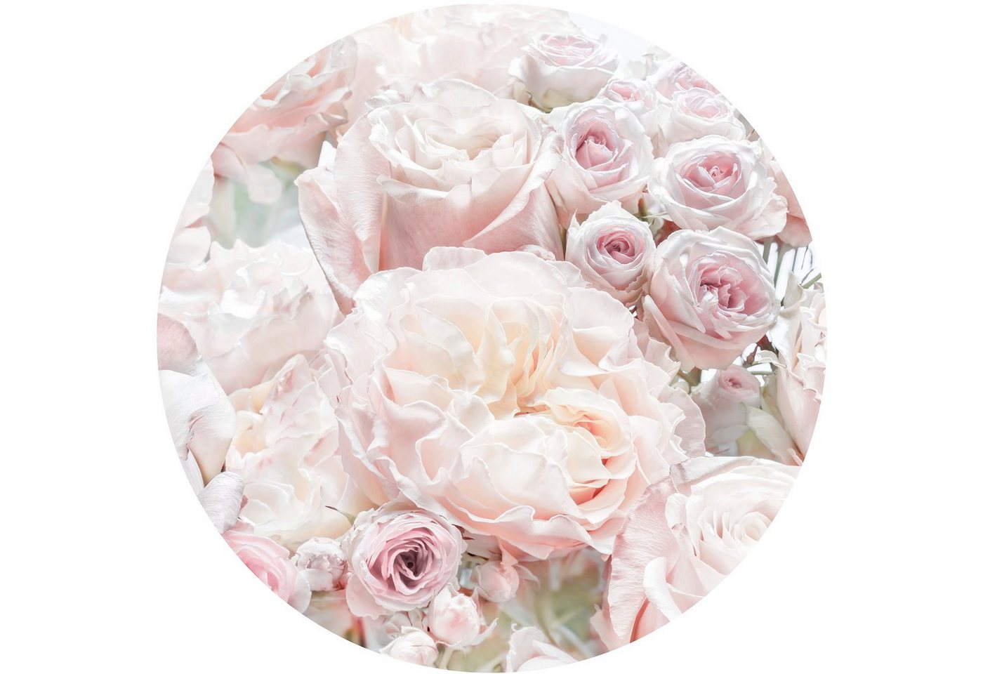 Komar Fototapete Pink and Cream Roses, (1 St), 125x125 cm (Breite x Höhe), rund und selbstklebend von Komar