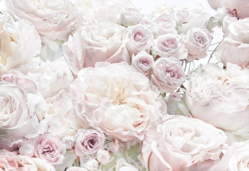 Komar Fototapete Spring Roses 368 x 254 cm von Komar