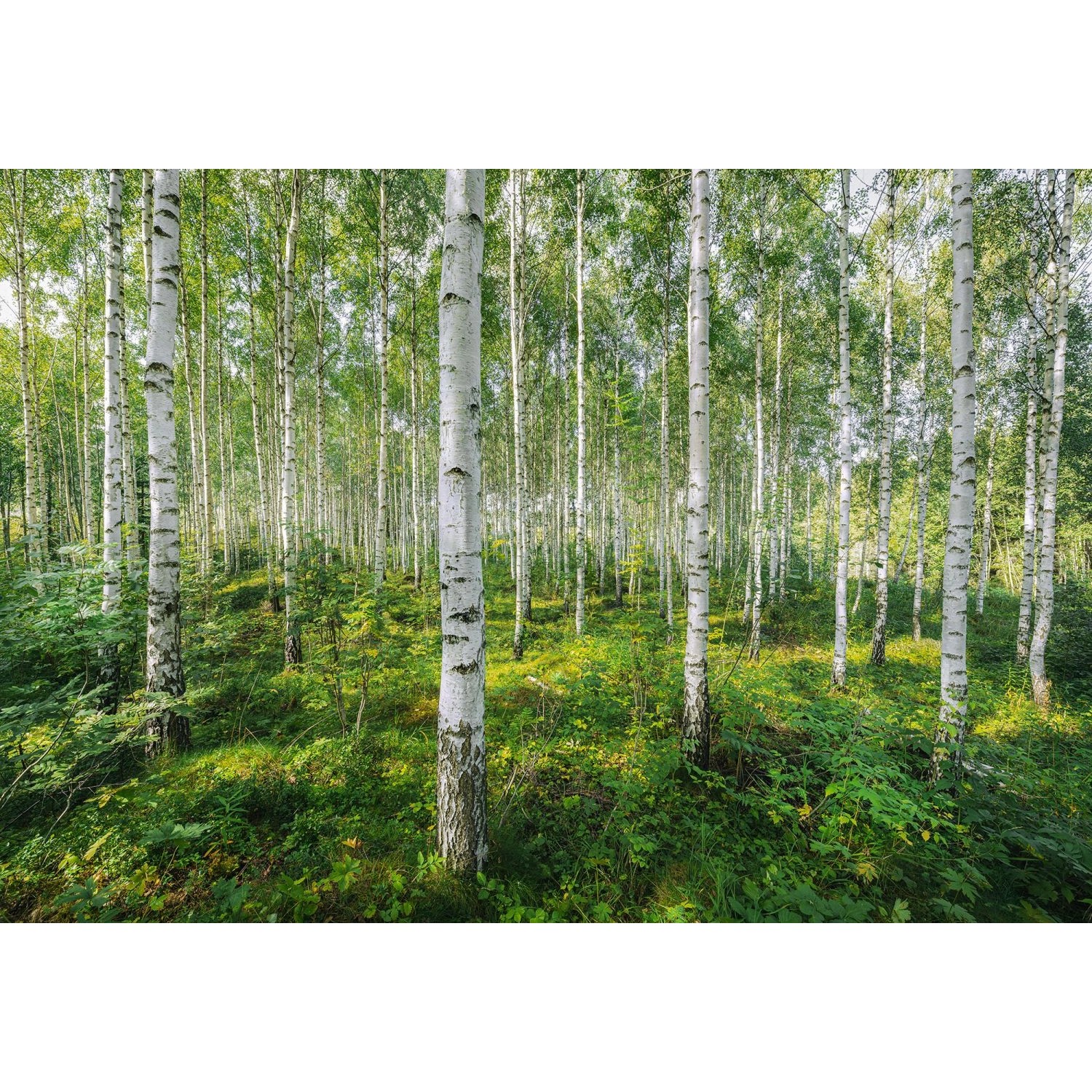 Komar Fototapete Sunny Day Grün 368 x 254 cm 611007 von Komar
