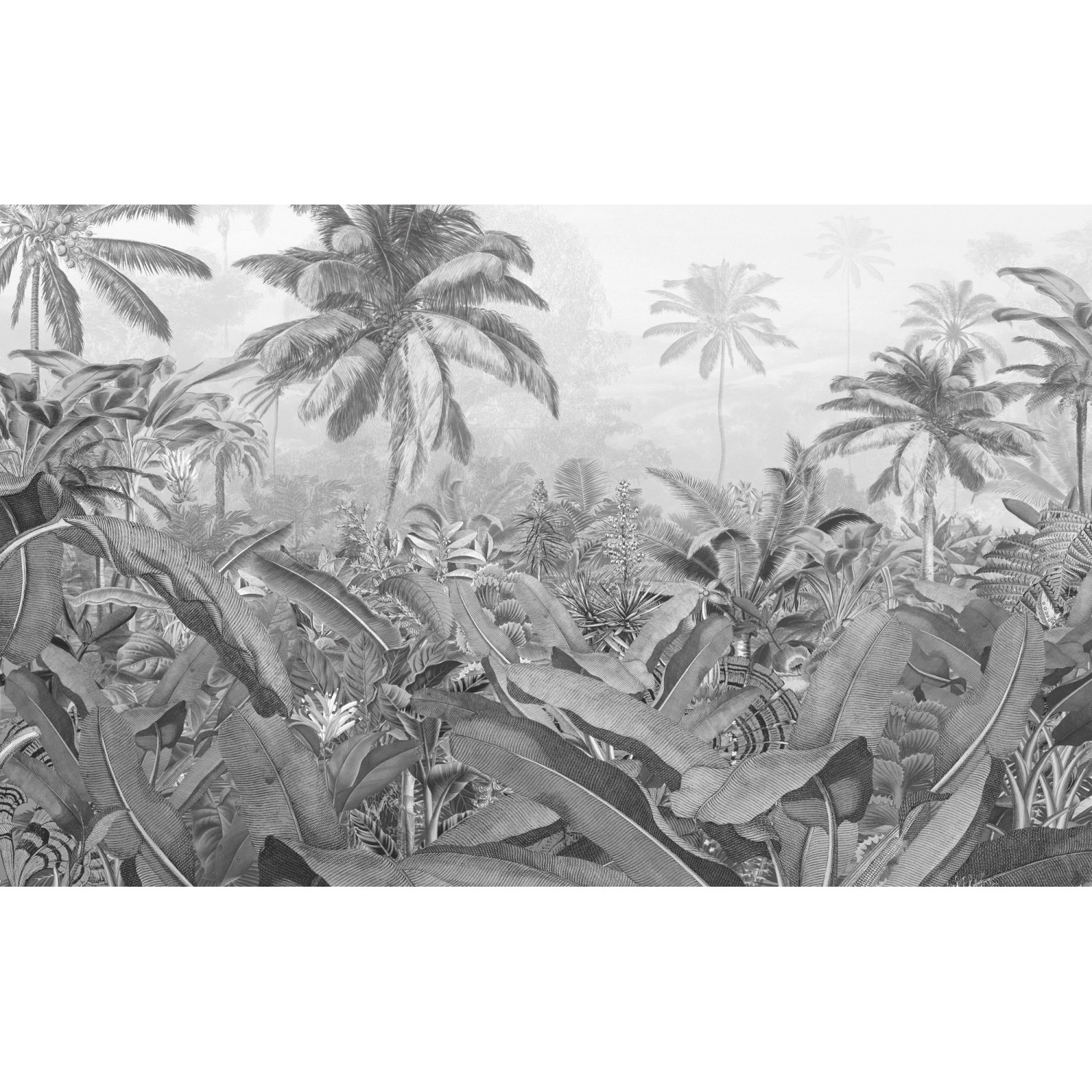 Komar Fototapete Vlies Amazonia Black and White  400 x 250 cm von Komar