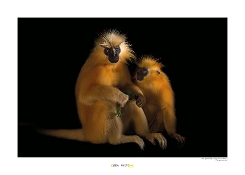 Komar Gee‘s Golden Langur - Größe: 70 x 50 cm, Wandbild, Poster, Kunstdruck (ohne Rahmen), National Geographic von Komar
