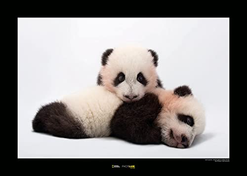 Komar Giant Panda - Größe: 70 x 50 cm, Wandbild, Poster, Kunstdruck (ohne Rahmen), National Geographic von Komar