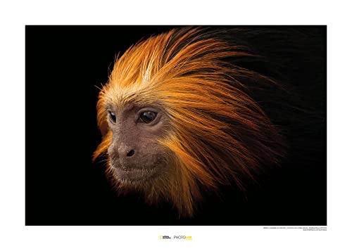 Komar Golden-headed Lion Tamarin - Größe: 70 x 50 cm, Wandbild, Poster, Kunstdruck (ohne Rahmen), National Geographic von Komar