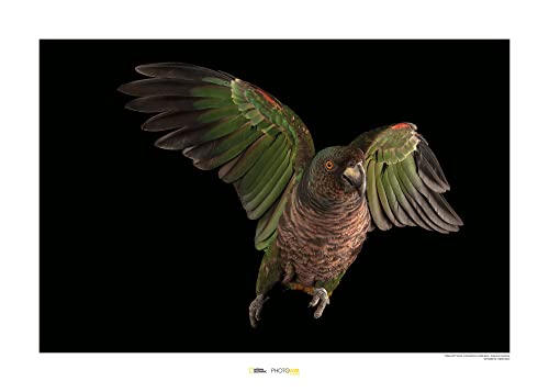 Komar Imperial Parrot - Größe: 70 x 50 cm, Wandbild, Poster, Kunstdruck (ohne Rahmen), National Geographic von Komar