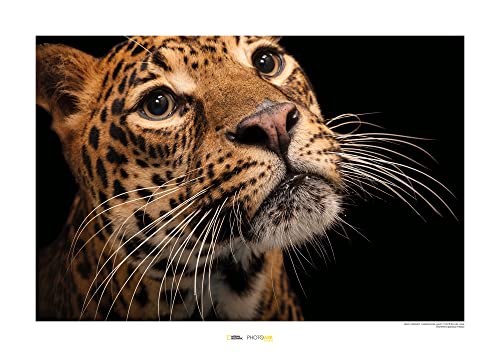 Komar Javan Leopard - Größe: 70 x 50 cm, Wandbild, Poster, Kunstdruck (ohne Rahmen), National Geographic von Komar