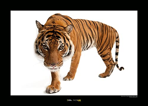 Komar Malayan Tiger - Größe: 70 x 50 cm, Wandbild, Poster, Kunstdruck (ohne Rahmen), National Geographic von Komar