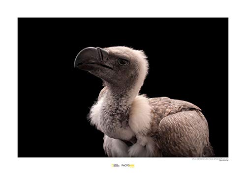 Komar National Geographic Wandbild | African White-Backed Vulture | Größe: 40 x 30 cm | ohne Rahmen | Poster, Fotographie, Tier, bedrohte Tierart, Tierbild, Kundstdruck, Porträt | WB-NG-031-40x30 von Komar