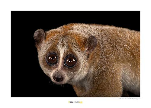 Komar National Geographic Wandbild | Bengal Slow Loris | Größe: 70 x 50 cm | ohne Rahmen | Poster, Fotographie, Tier, bedrohte Tierart, Tierbild, Kundstdruck, Porträt | WB-NG-029-70x50 von Komar