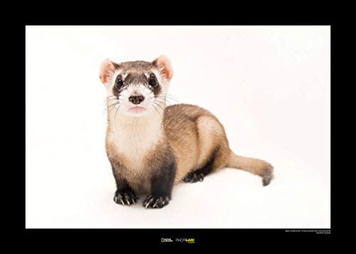 Komar National Geographic Wandbild | Black-Footed Ferret | Größe: 40 x 30 cm | ohne Rahmen | Poster, Fotographie, Tier, bedrohte Tierart, Tierbild, Kundstdruck, Porträt | WB-NG-044-40x30 von Komar