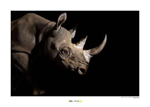 Komar National Geographic Wandbild | Black Rhinoceros | Größe: 70 x 50 cm | ohne Rahmen | Poster, Fotographie, Tier, bedrohte Tierart, Tierbild, Kundstdruck, Porträt | WB-NG-002-70x50 von Komar