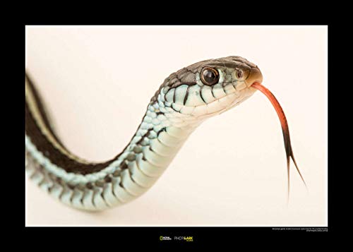 Komar National Geographic Wandbild | Bluestripe Garter Snake | Größe: 70 x 50 cm | ohne Rahmen | Poster, Fotographie, Tier, bedrohte Tierart, Tierbild, Kundstdruck, Porträt | WB-NG-016-70x50 von Komar