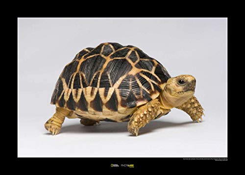 Komar National Geographic Wandbild | Burmese Star Tortoise | Größe: 50 x 40 cm | ohne Rahmen | Poster, Fotographie, Tier, bedrohte Tierart, Tierbild, Kundstdruck, Porträt | WB-NG-022-50x40 von Komar