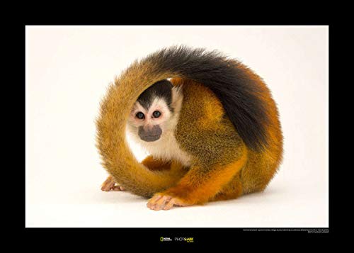 Komar National Geographic Wandbild | Central American Squirrel Monkey | Größe: 50 x 40 cm | ohne Rahmen | Poster, Fotographie, Tier, bedrohte Tierart, Tierbild, Kundstdruck, Porträt | WB-NG-043-50x40 von Komar