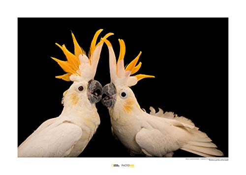 Komar National Geographic Wandbild | Citron-Crested Cockatoo | Größe: 50 x 40 cm | ohne Rahmen | Poster, Fotographie, Tier, bedrohte Tierart, Tierbild, Kundstdruck, Porträt | WB-NG-013-50x40 von Komar