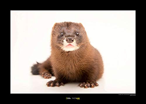 Komar National Geographic Wandbild | European Mink | Größe: 40 x 30 cm | ohne Rahmen | Poster, Fotographie, Tier, bedrohte Tierart, Tierbild, Kundstdruck, Porträt | WB-NG-042-40x30 von Komar