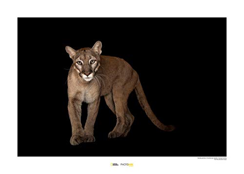 Komar National Geographic Wandbild | Florida Panther | Größe: 50 x 40 cm | ohne Rahmen | Poster, Fotographie, Tier, bedrohte Tierart, Tierbild, Kundstdruck, Porträt | WB-NG-027-50x40 von Komar