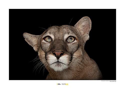 Komar National Geographic Wandbild | Florida Panther Portrait | Größe: 40 x 30 cm | ohne Rahmen | Poster, Fotographie, Tier, bedrohte Tierart, Tierbild, Kundstdruck, Porträt | WB-NG-026-40x30 von Komar