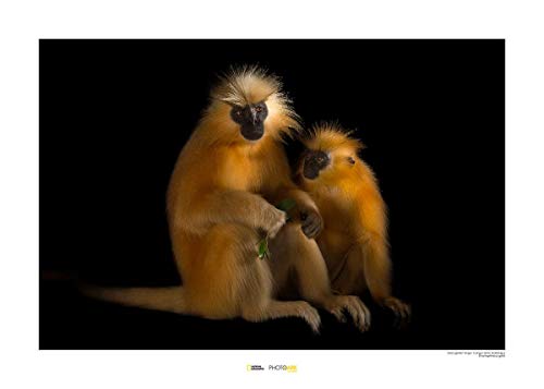 Komar National Geographic Wandbild | Gee‘s Golden Langur | Größe: 40 x 30 cm | ohne Rahmen | Poster, Fotographie, Tier, bedrohte Tierart, Tierbild, Kundstdruck, Porträt | WB-NG-012-40x30 von Komar
