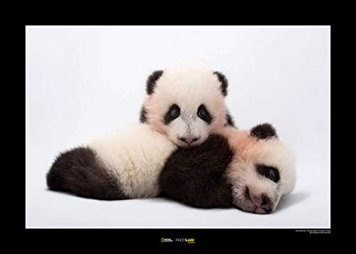 Komar National Geographic Wandbild | Giant Panda | Größe: 70 x 50 cm | ohne Rahmen | Poster, Fotographie, Tier, bedrohte Tierart, Tierbild, Kundstdruck, Porträt | WB-NG-033-70x50 von Komar