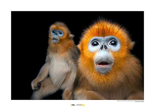 Komar National Geographic Wandbild | Golden Snub-Nosed Monkey | Größe: 50 x 40 cm | ohne Rahmen | Poster, Fotographie, Tier, bedrohte Tierart, Tierbild, Kundstdruck, Porträt | WB-NG-024-50x40 von Komar